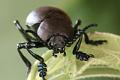 timarcha tenebricosa